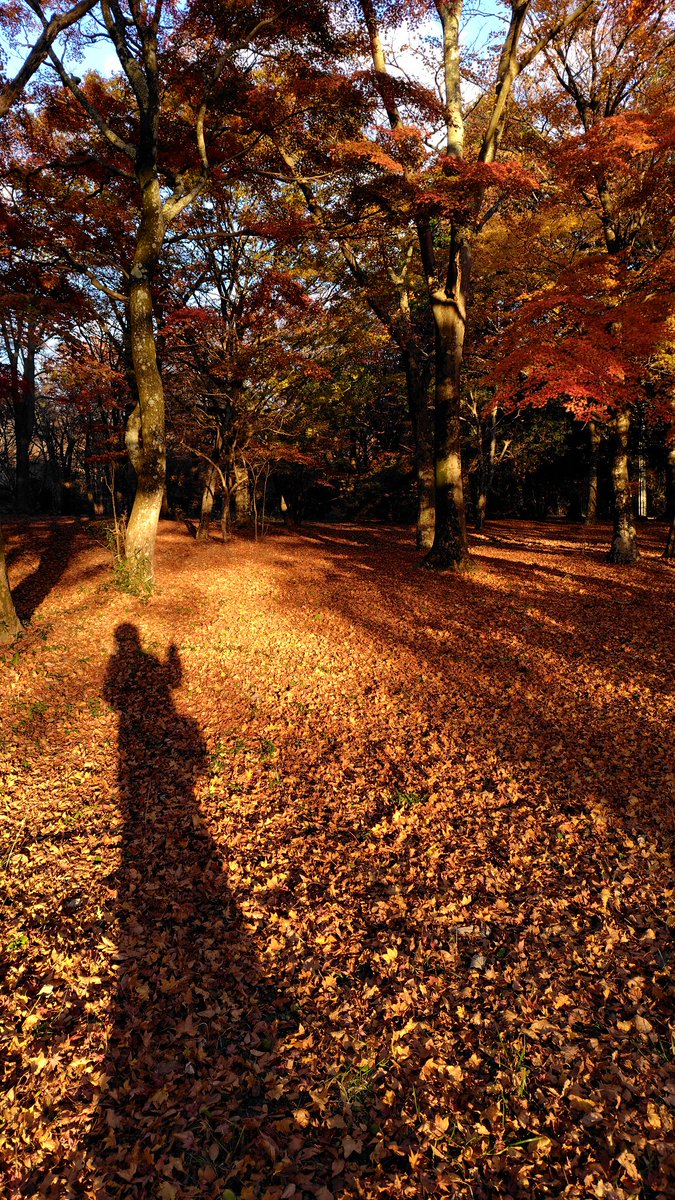 nano_solocamper's tweet image. チャンピーin秋