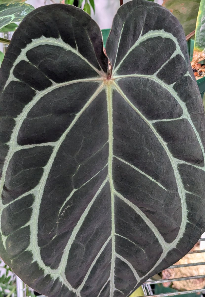 ForestHigh (@ForestHigh971) / Posts and Replies / X