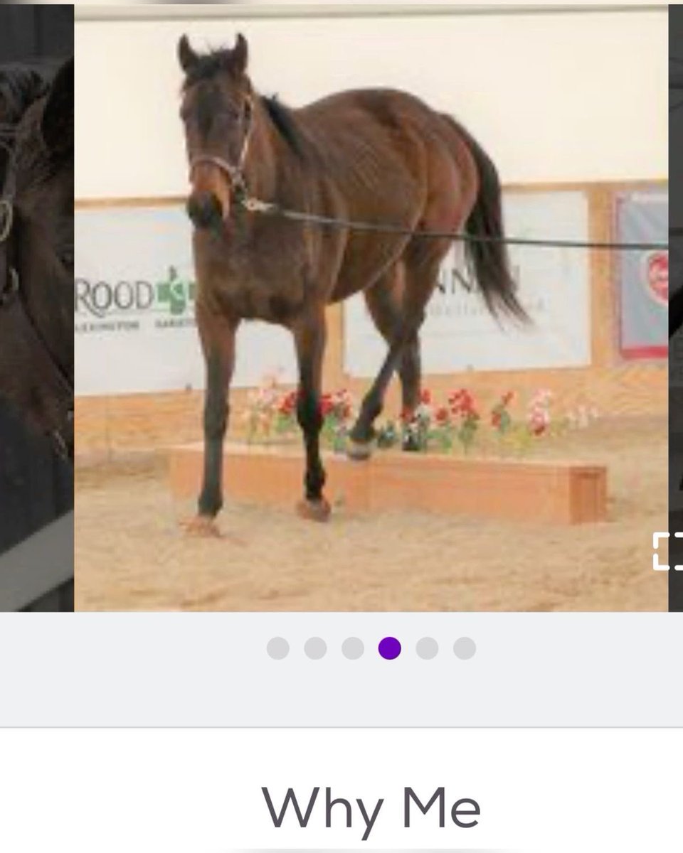 horseimage's tweet image. 