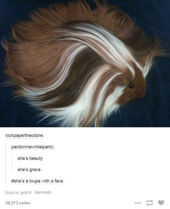 WholesomeMemes (@wholesomememe) on Twitter photo 