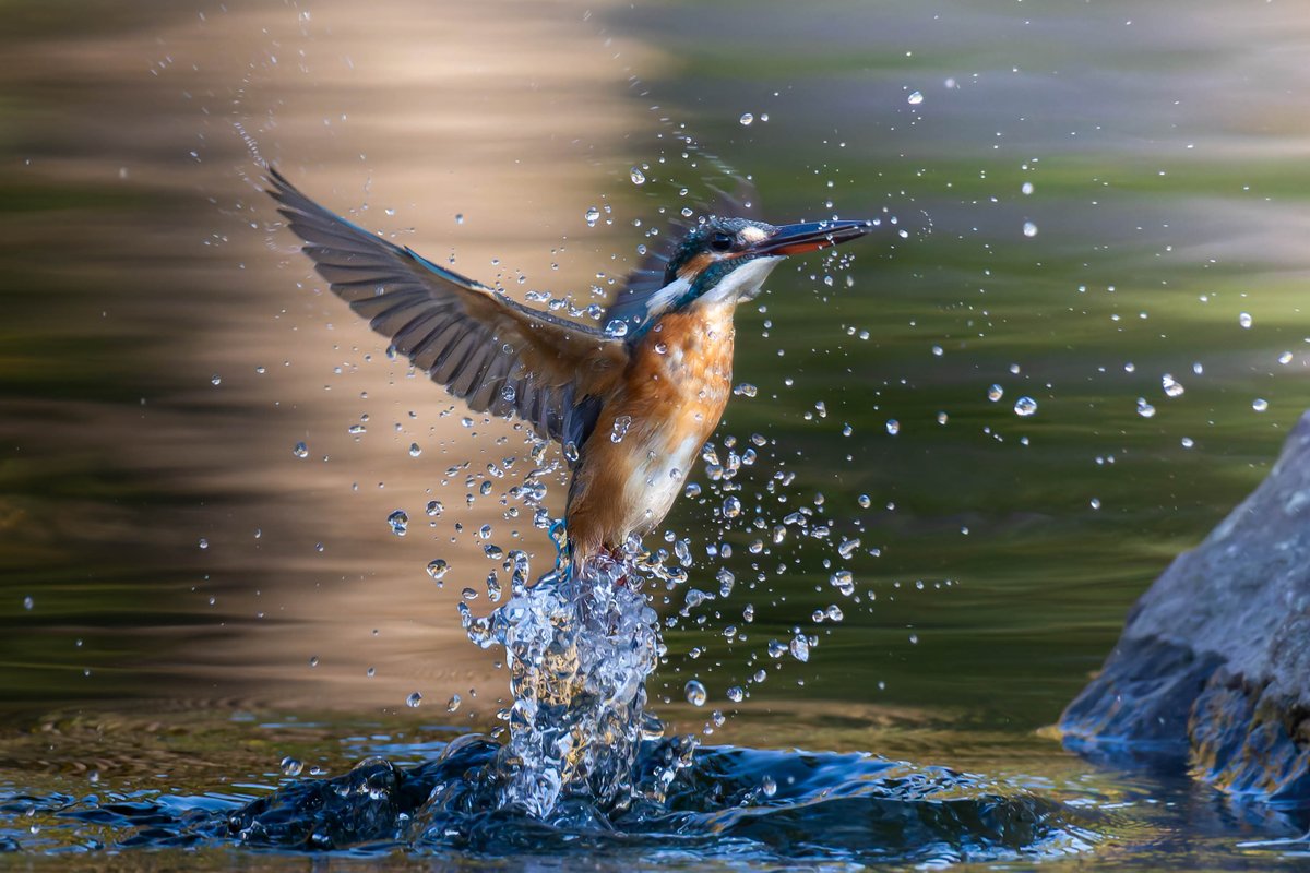 本日もお疲れ様でした！😀
おやすみなさいませ〜🙇✨🎵
#カワセミ