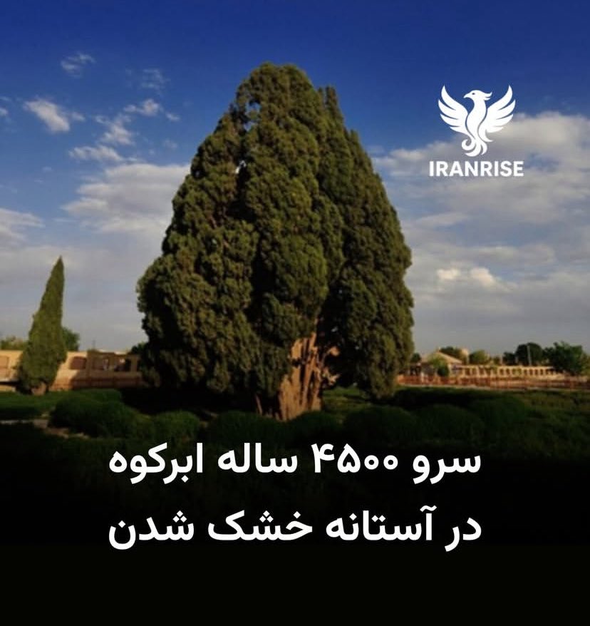 Ario1401's tweet image. تو این مملکت همه چیز داره خشک میشه الا ریشه باعث بانیش اخوند مادرجنده