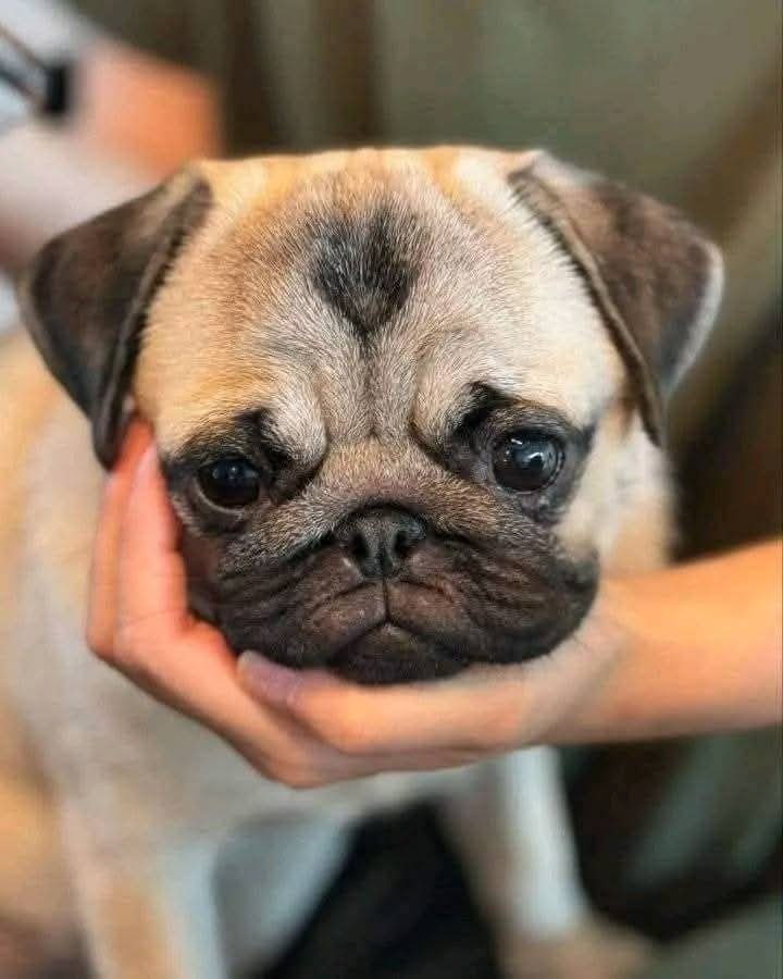 heaven_pug's tweet photo. My Princess is 16 today.🎂🎉🎊❤️My Princess is 16 today.🎂🎉🎊❤️My Princess is 16 today.🎂🎉🎊❤️ https://t.co/c627vFk3EK