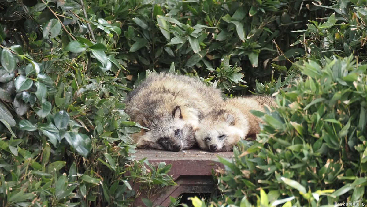 過去の写真見てたらかわいいツインタヌキを見つけた #東山動植物園