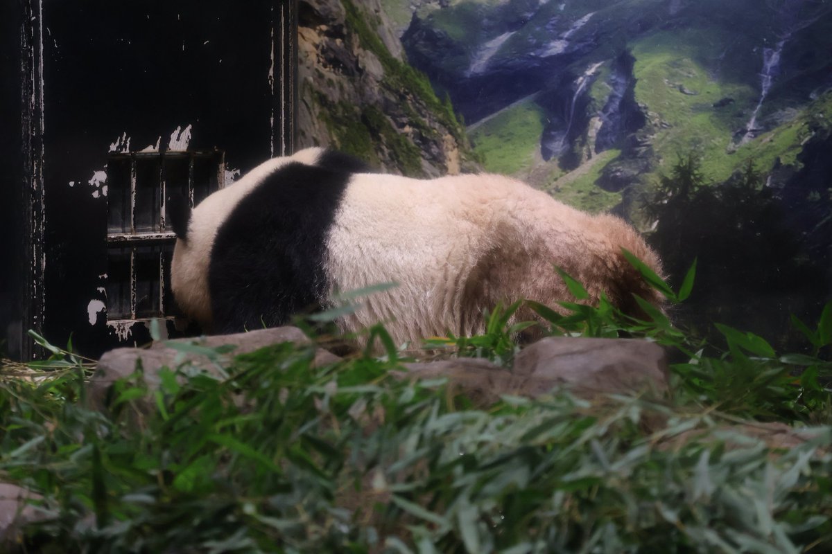 ズーラシアからの上野🐼♡
駅から走って締め切りギリギリセーフで並んだシャオ列💦こんなお顔見たら疲れも吹っ飛ぶ😍
#恩賜上野動物園 
#ジャイアントパンダ 
#シャオシャオ 
①#アイドルパンダ 
②#すき間からも可愛いがダダ漏れ 
③#飼育員さんいますかー？