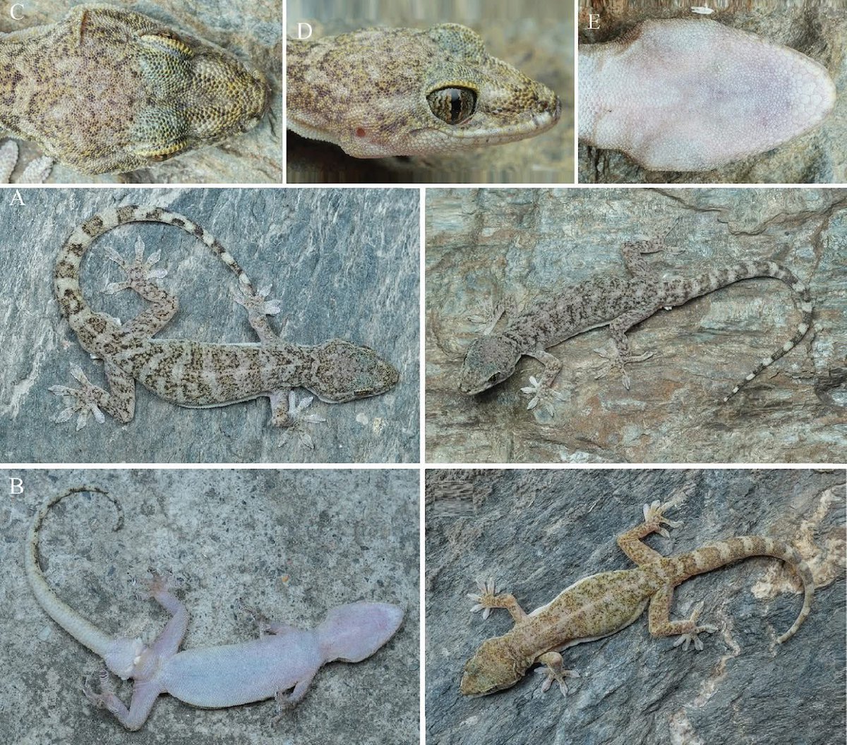 A new rock-dwelling gecko of the subgenus Japonigekko (Squamata, Gekkonidae, Gekko) from northwestern Sichuan Province, China
[Xu et al. 2025]

zse.pensoft.net/article/175246…