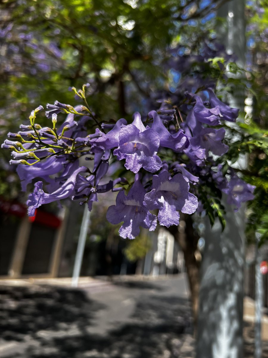 I was a bit too early in the season for the Jacarandas in Buenos Aires, but three weeks later in Santiago they are in full bloom. Beautiful and aromatic. 🥰