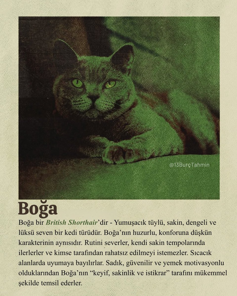 13burctahmin's tweet photo. BOĞA - British Shorthair https://t.co/f7cYlb82YP