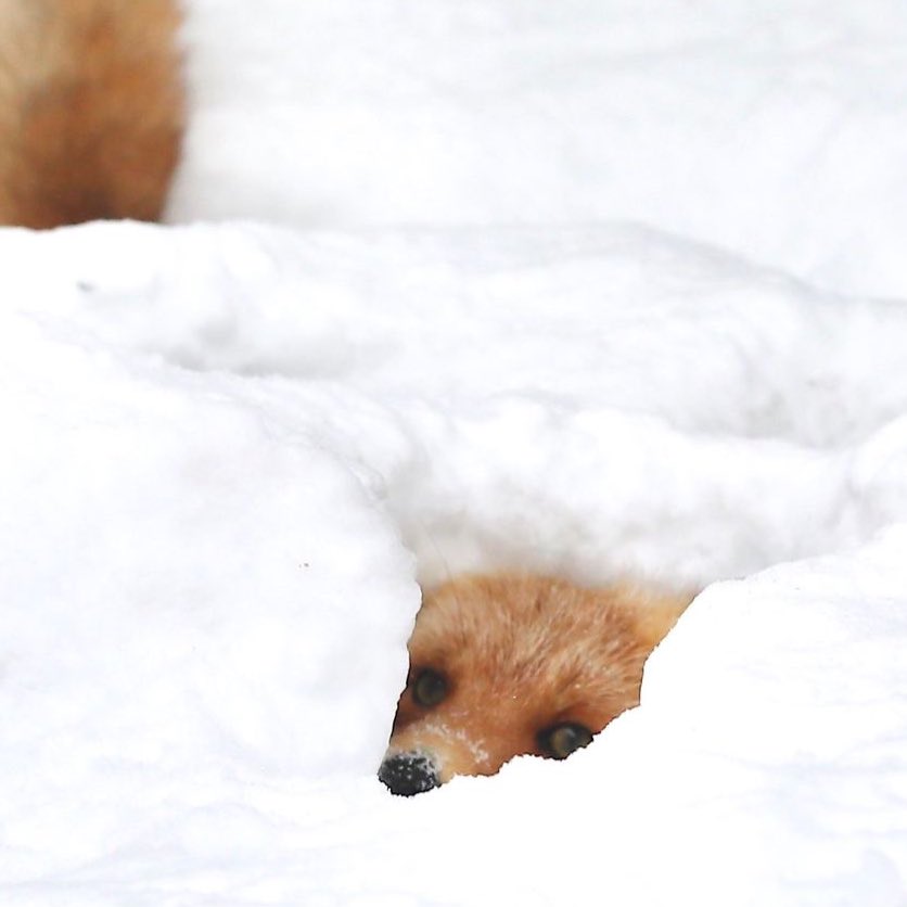 foxdesumi's tweet image. #ode #foxde