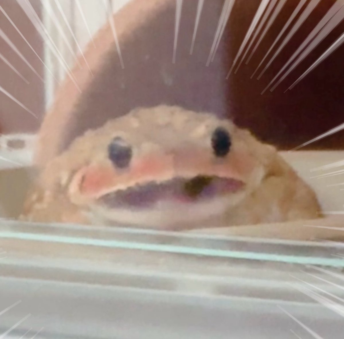 <a href="/Bombina0/">朱夏える(あやかえる)</a> 🐸うっわぁぁぁお❣️❣️❣️✨️✨️
ぴぴぴたんの ケーキ⁉️⁉️ちごーーーーい❗️❗️❗️なんて 上手なの⁉️プロの方てち⁉️こんなかわいいケーキを ちくって貰えるなんて❣️❣️ちくびもちゃんとあるﾈ❣️❣️うわぁぁあああい❣️❣️❣️✨️✨️
あやかえるｻｧﾝ、ありがとうｺﾞｼﾞｬﾘﾏﾁ❣️❣️