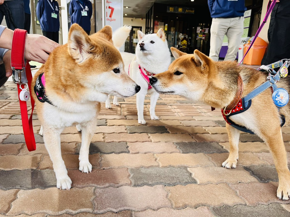 本日は〝柴犬の聖地〟島根県益田市を訪問。萩・石見空港にて柴犬さん