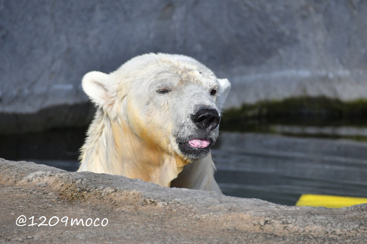 ルルちゃん、2日も遅れたけど31歳のお誕生日おめでとう🎂🎉🎊
本当は15日に会いに行こうと思ったけど行けなくなってしまって…
でもまた会いに行くからね🥰
これからも健康でいてね！
（20250830 旭山）

#ホッキョクグマ  
#polarbear 
#旭山動物園 
#asahiyamazoo