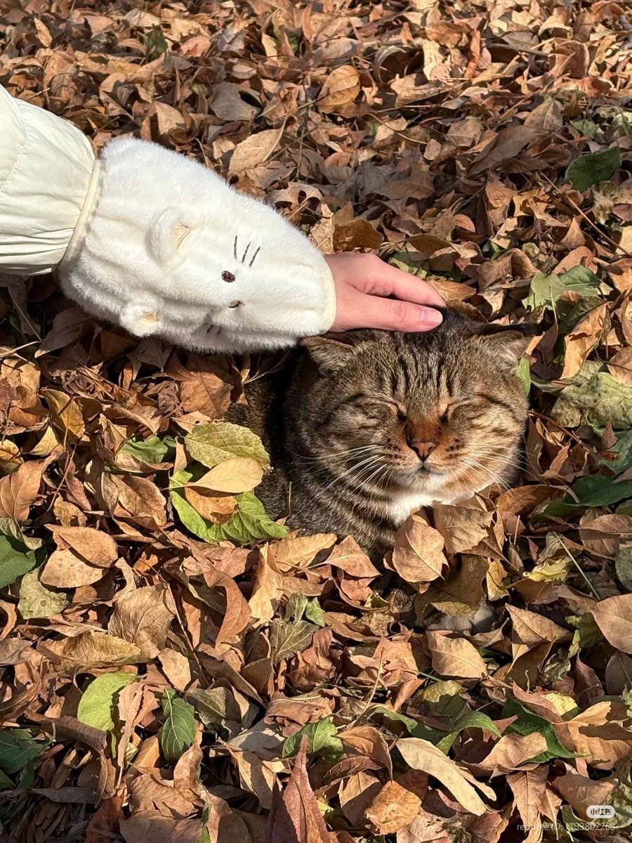 nocontextscats's tweet photo. Good boi https://t.co/En63KvlYDd