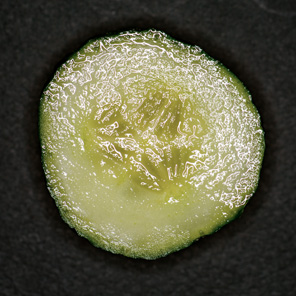 panoramicus's tweet photo. #garlic #cucumber #lemon #onion https://t.co/c4J6uAlS8Q