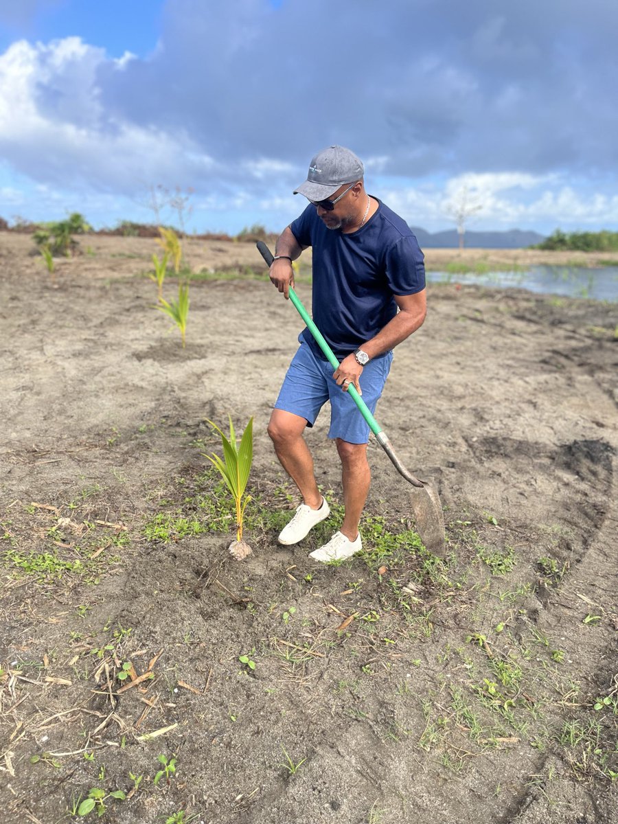 markbrantley3's tweet image. Planting coconut palms #FoodSecurityMatters