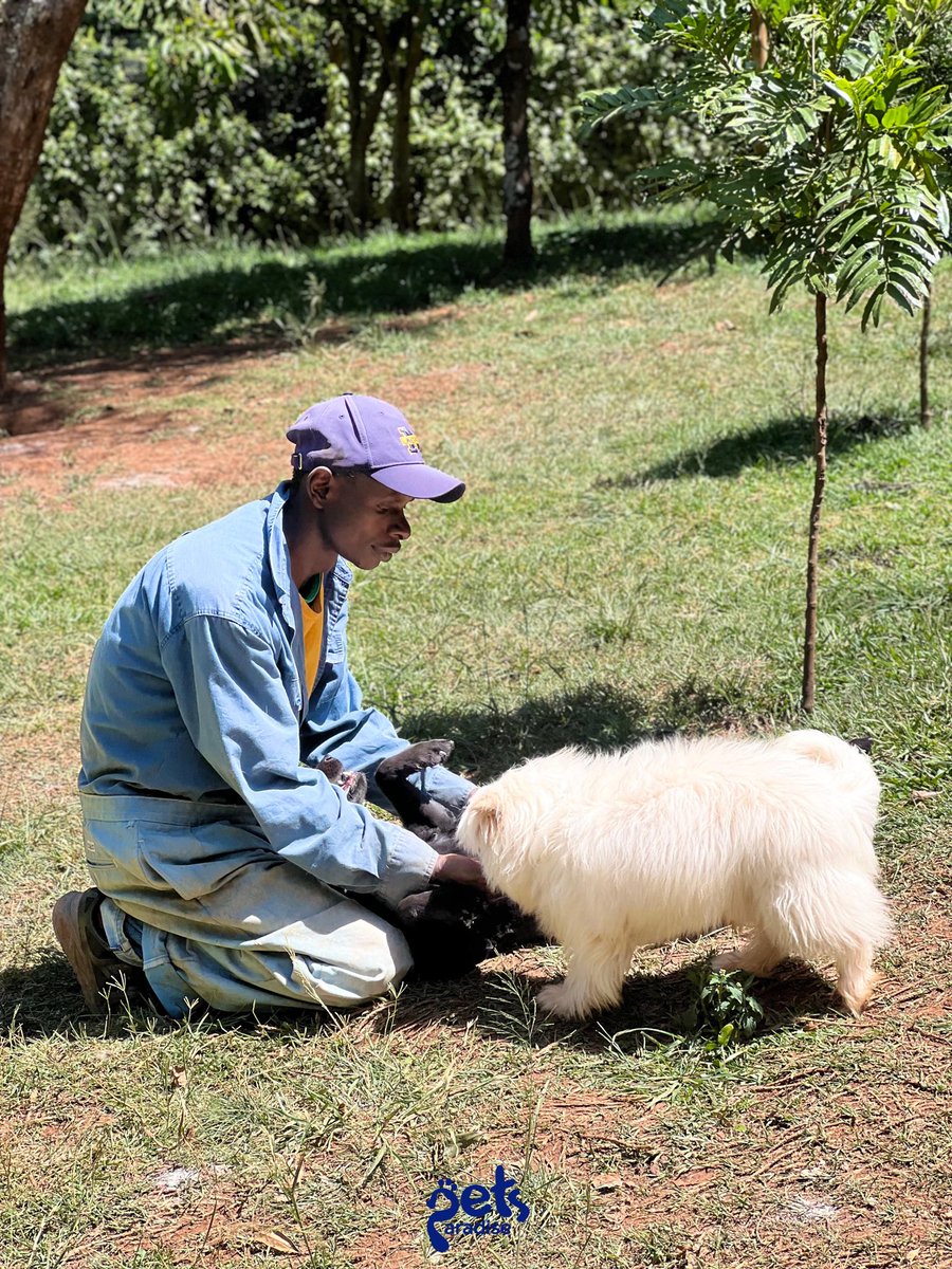 PetsParadiseKE's tweet image. A safe place for all our furry Friends 🐶❤️

#petlife #petlovers #petcare #petsitter #petplaytime #petboarding #petdaycare