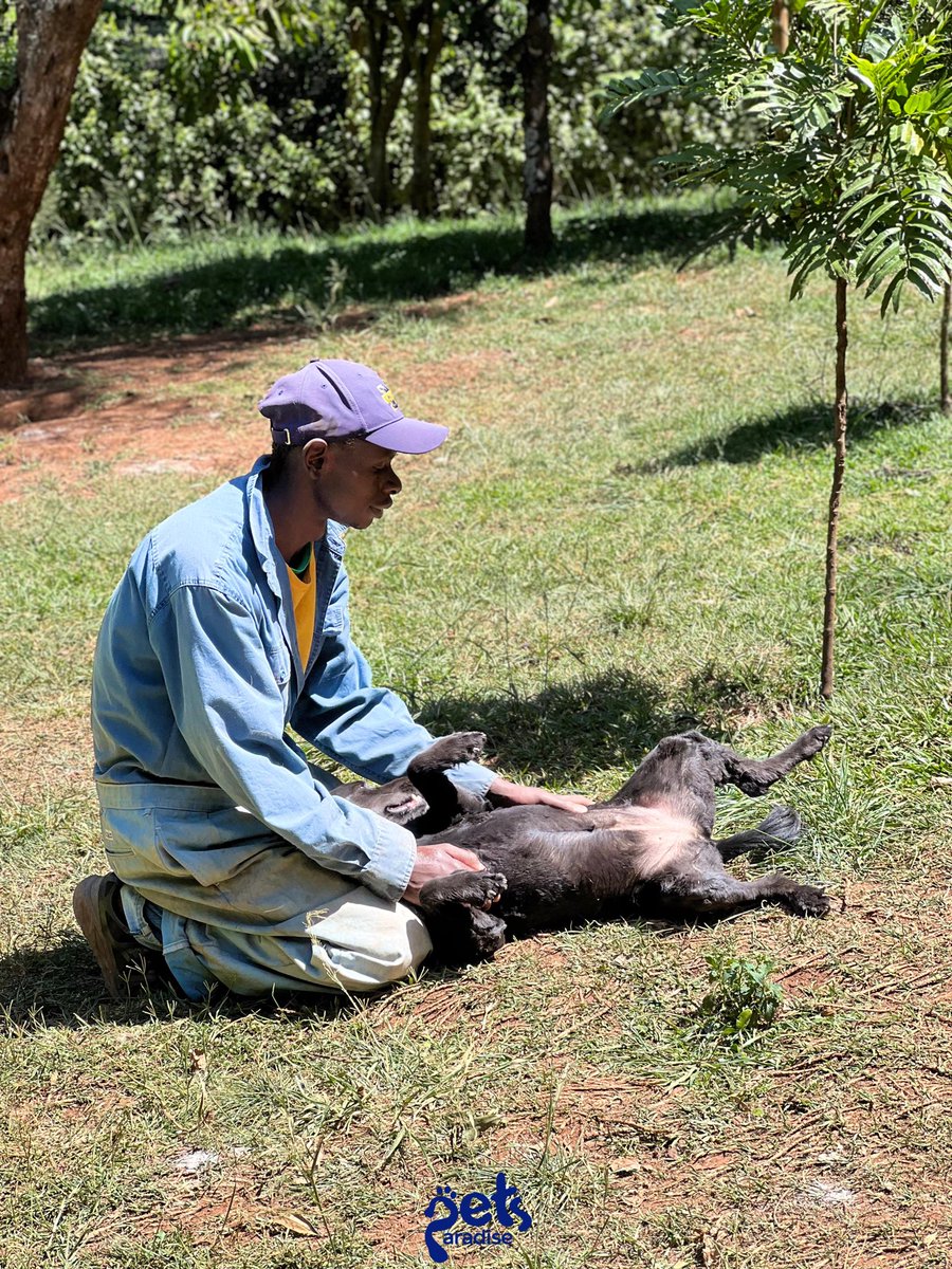 PetsParadiseKE's tweet image. A safe place for all our furry Friends 🐶❤️

#petlife #petlovers #petcare #petsitter #petplaytime #petboarding #petdaycare