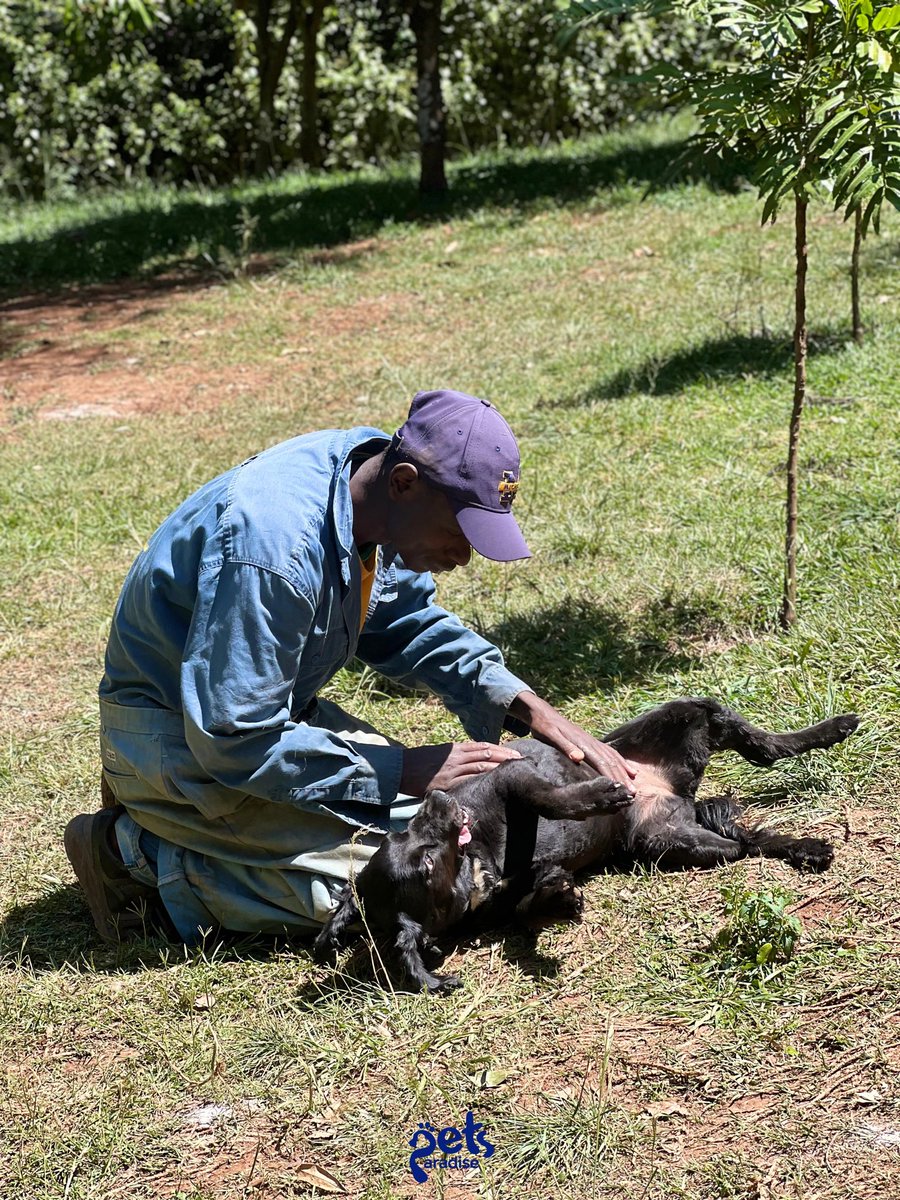 PetsParadiseKE's tweet image. A safe place for all our furry Friends 🐶❤️

#petlife #petlovers #petcare #petsitter #petplaytime #petboarding #petdaycare