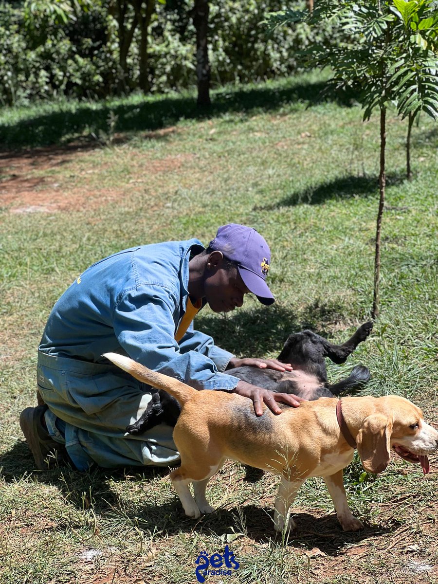 PetsParadiseKE's tweet image. A safe place for all our furry Friends 🐶❤️

#petlife #petlovers #petcare #petsitter #petplaytime #petboarding #petdaycare