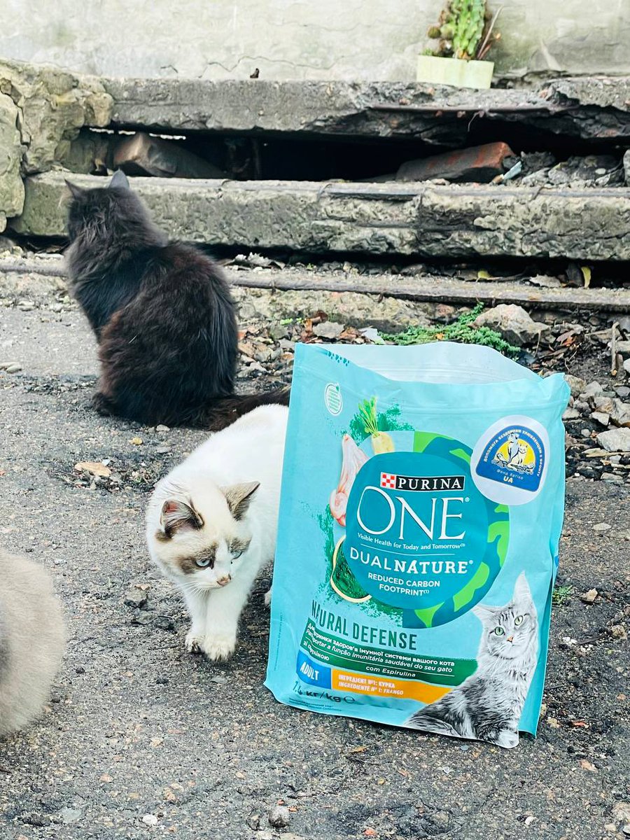 The Hachiko team visited Oleksandrivka, which was bombed by Russia yesterday for no reason. Residents are making repairs &amp; grandma Olena takes care of 30 cats here. This white cat was concussed from the blasts and barely able to eat, so we are going to get her some help.