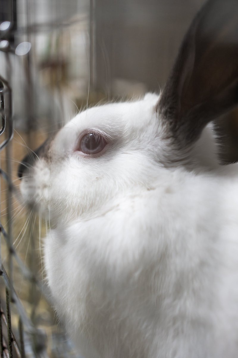 黄昏るイケメンうさぎの横顔
#うさぎ
#ヒマラヤン
#ヒマ日記　518日目