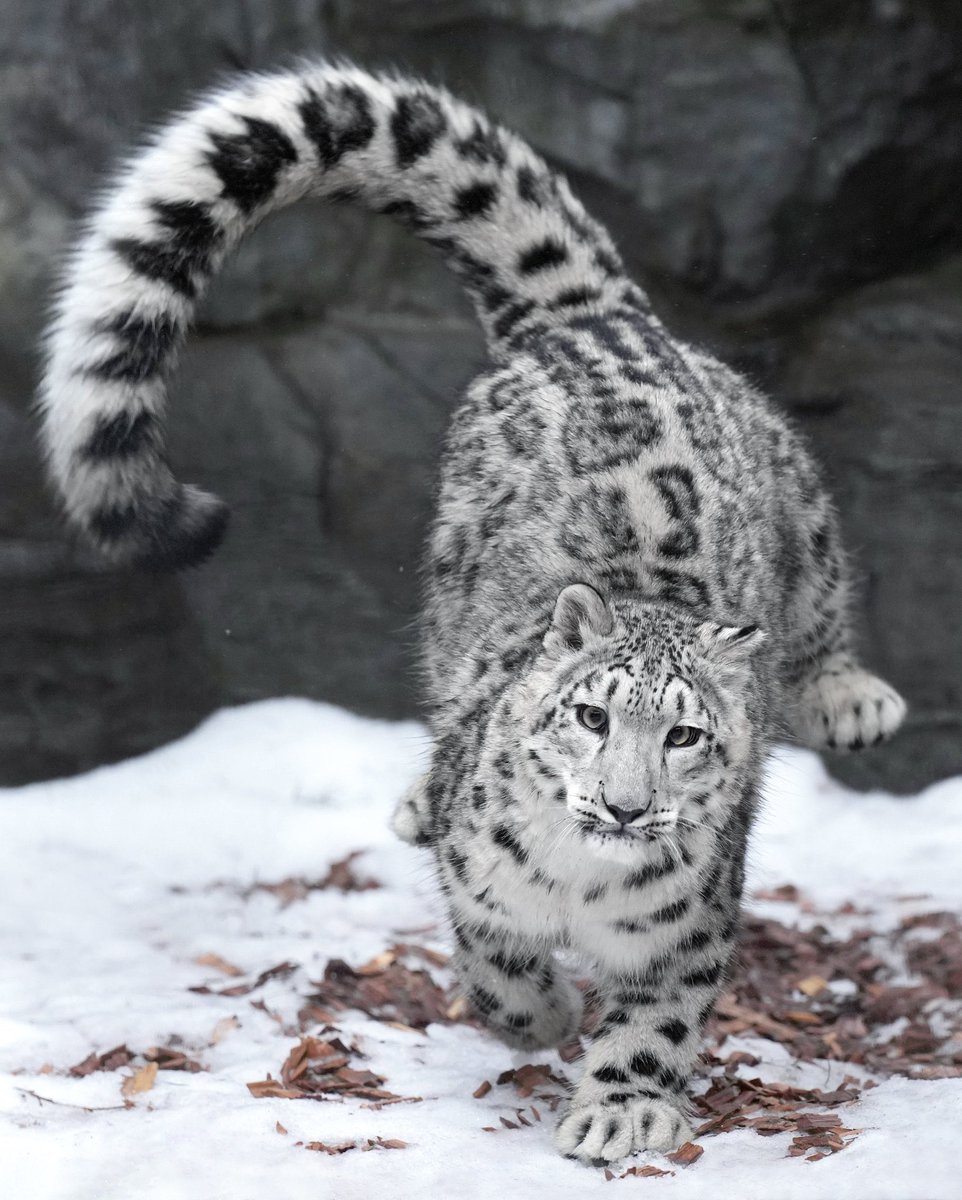 rikunow's tweet image. モフモフ尻尾