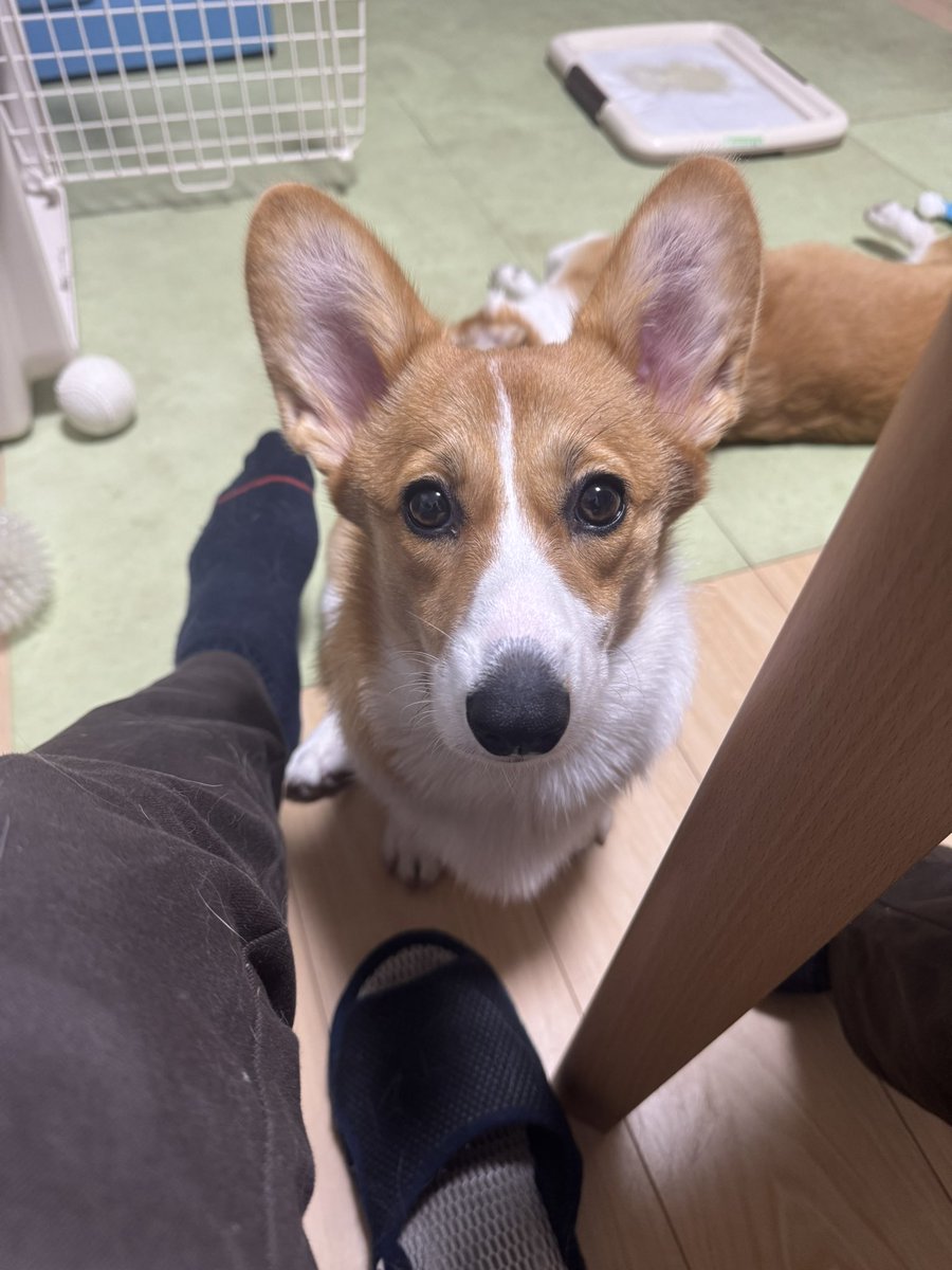 Nabi_and_Aru's tweet image. 何か落ちてこないかな #コーギー #corgi