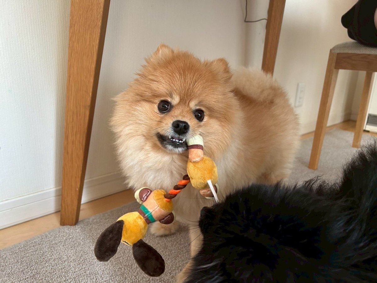チャロとボンボン（ポメラニアン兄妹） (@chabon_pome) / Posts / X