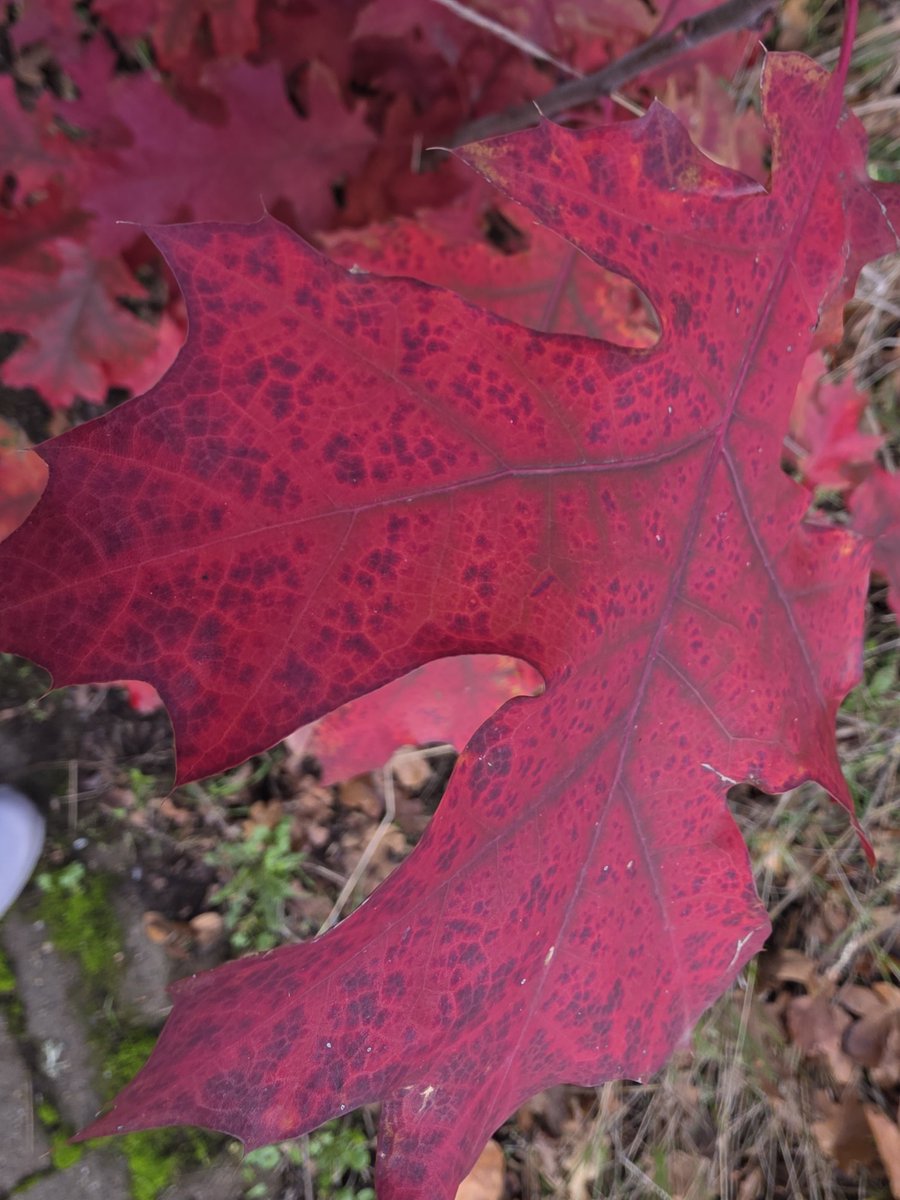 MixDB's tweet image. 