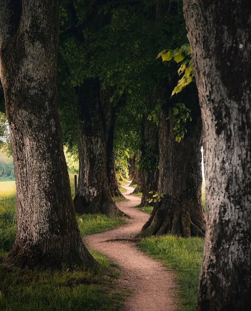 Nature_Waa's tweet photo. Beautiful tree alley collection https://t.co/zS536D5XTi