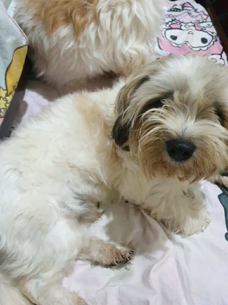 MicroPets_io's tweet image. Gm and Happy Weekend 🫶🏻

Midjet says ‘Hi’ 🐶🐾🦴

What are you up to for this weekend? 👀
#MicroPets $PETS