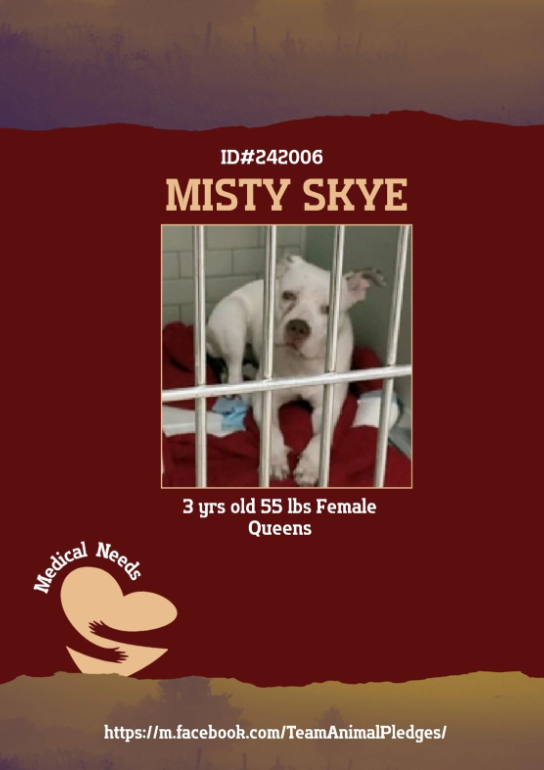 NMBewitched's tweet image. Misty Skye 🚑💔
#NewDogontheBlock 
nycacc.app/#/browse/242006 
#AdoptMe 

Obviously this poor pup has been hit by someone or something. That is nasty contusion &amp;amp; a very painful eye injury. 

Dogs💝
Misty Skye is still very sweet, playful &amp;amp; outgoing 
Despite what has happened to her…
