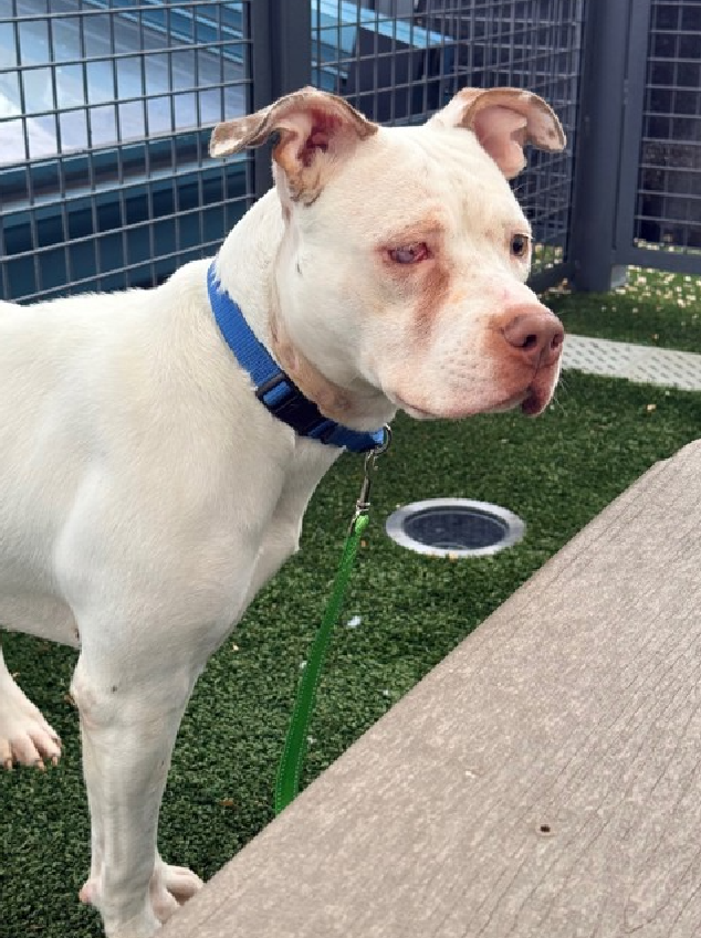 NMBewitched's tweet image. Misty Skye 🚑💔
#NewDogontheBlock 
nycacc.app/#/browse/242006 
#AdoptMe 

Obviously this poor pup has been hit by someone or something. That is nasty contusion &amp;amp; a very painful eye injury. 

Dogs💝
Misty Skye is still very sweet, playful &amp;amp; outgoing 
Despite what has happened to her…