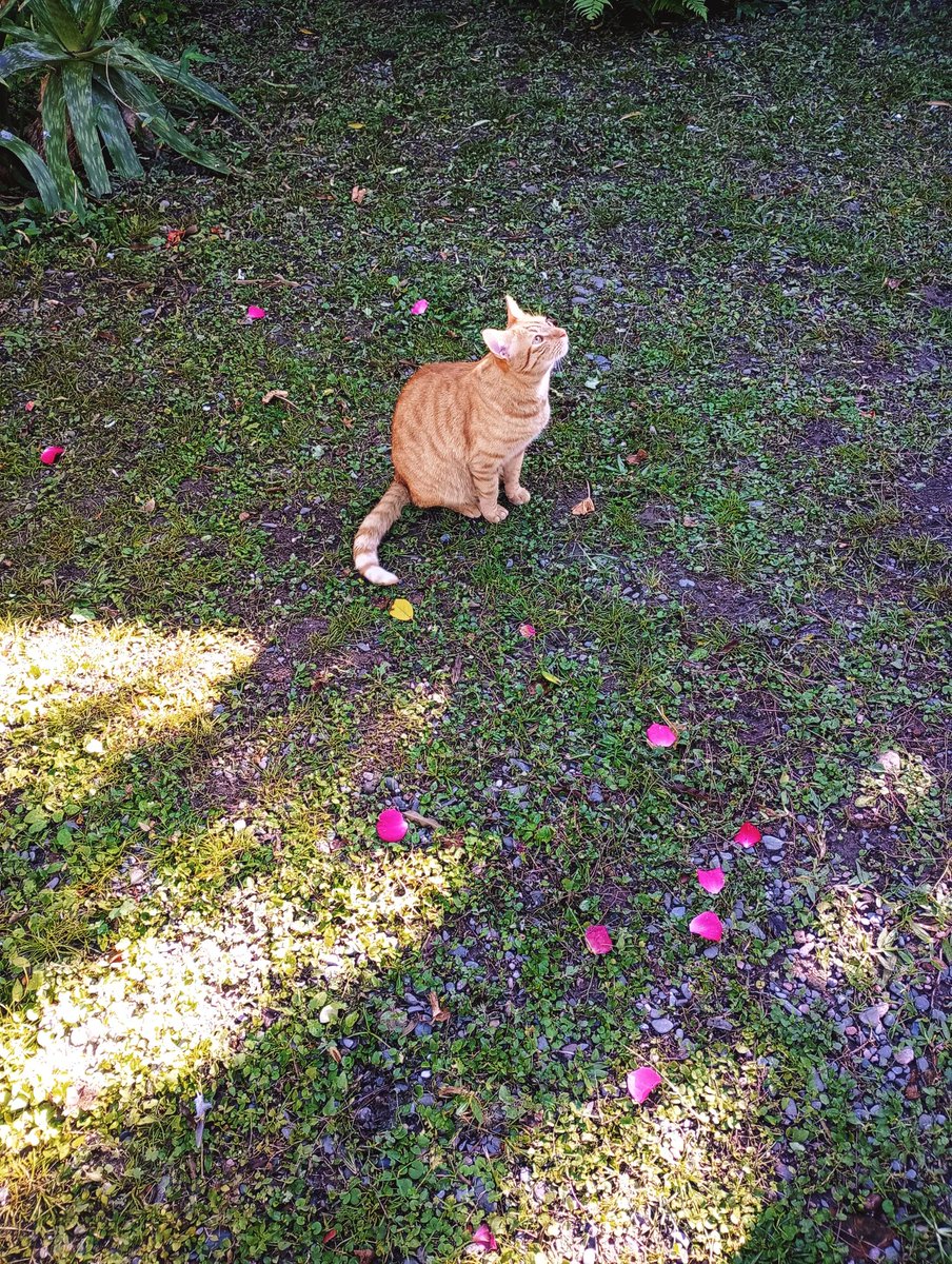 Mirando como hacer para subirse al mango

#CatsOnX