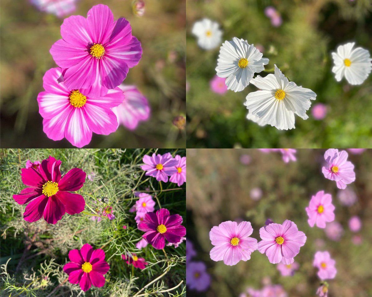 Jg3tYmzk's tweet image. りったん😊
Happy Birthday 🎂🥳👏

沢山の笑顔😄
元気貰ってます💪
ありがとうございます👍

素敵な一年になりますように😊
そして、健康である事😃
心から願っています✨

これからも全力で応援📣です
ファイト、りったん🍒

#菅原りこ
#りったんThanksFlowerDay2025