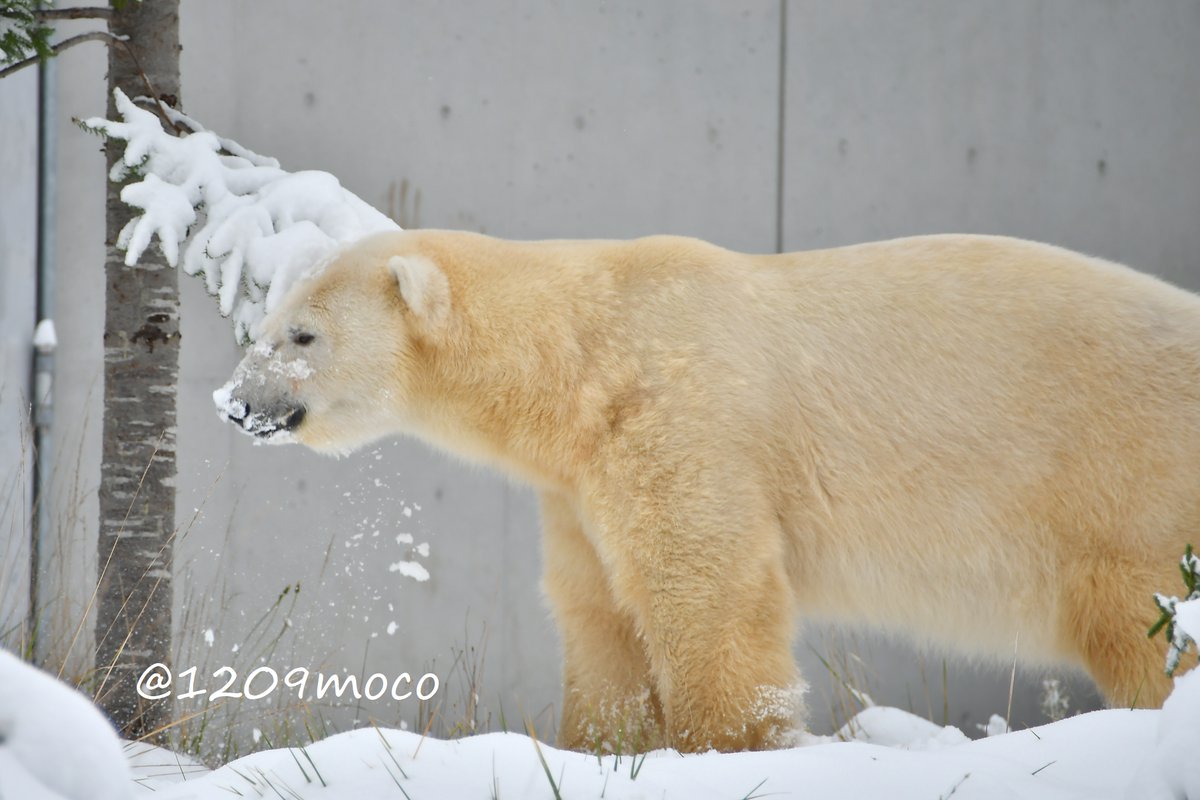 ライト、2日も遅れたけど12歳のお誕生日おめでとう🎂🎉🎊
円山での生活は楽しめてるかな？
草も足ツボも白菜も雪も…いろんなことに慣れていくライトをこれからも応援してるよ😉
リラにも慣れるといいね🥰
（20250510・1108 円山）

#ホッキョクグマ 
#polarbear 
#円山動物園 
#maruyamazoo