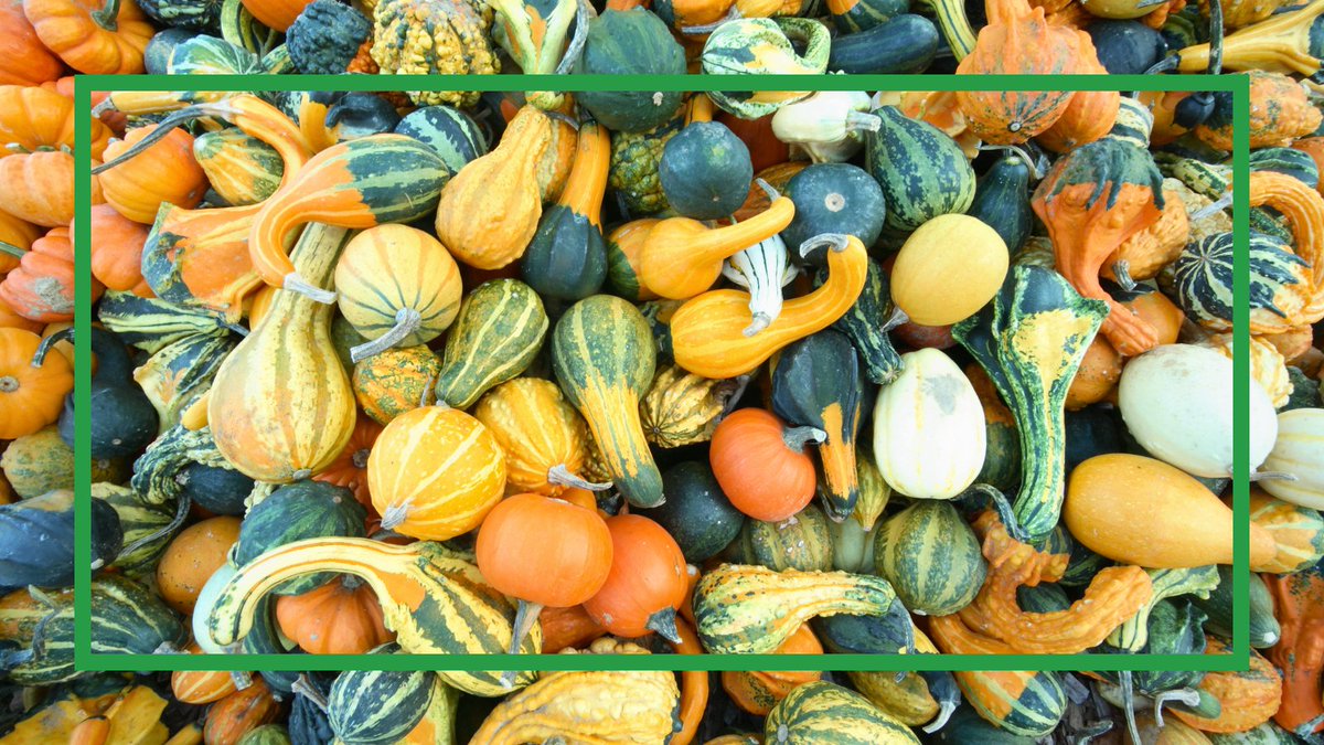 mathkindglobal's tweet image. Weekends are always a &quot;gourd&quot; time to think critically! With so many shapes and colors, how would you sort these into groups? Let’s see how your thinking squashes the challenge! 🎃 
#WeekendWondering #MathIsEverywhere