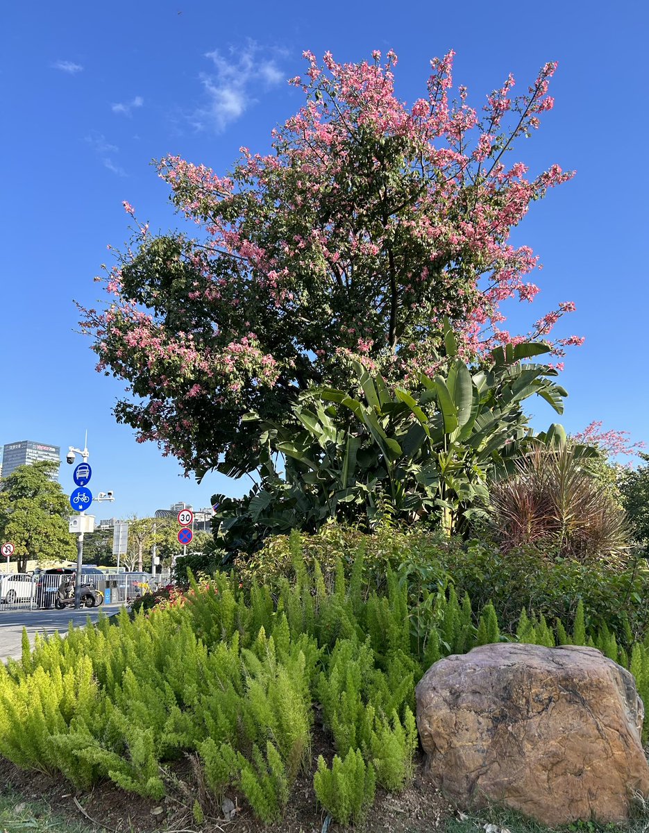 Yeah,Show time~~🕊️