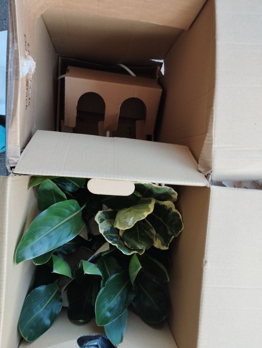 AllegraFox's tweet image. More plants just arrived  loads of #birdofparadise 🤩😍💚

Apparently Variegated #FiddleLeafFig #FicuslyrataVariegata 
this is one of the &quot;unicorn&quot; plants of the indoor gardening space,  rare and significantly more challenging to maintain wish me luck 🤞🏾😁
