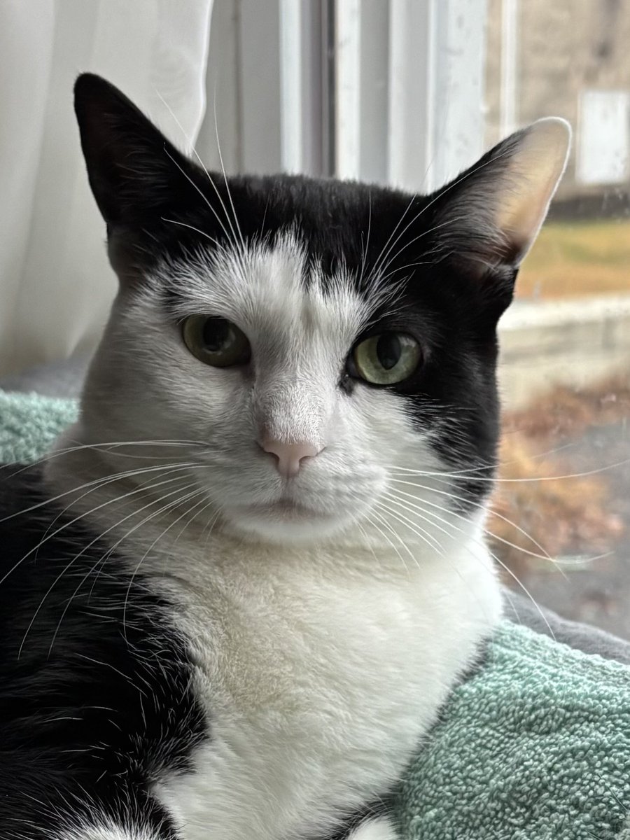 LindstheReader's tweet image. My Nana says I look very regal in this picture Hoomom took of me.  I think she’s right! -Vilma 🐈‍⬛🐾👑