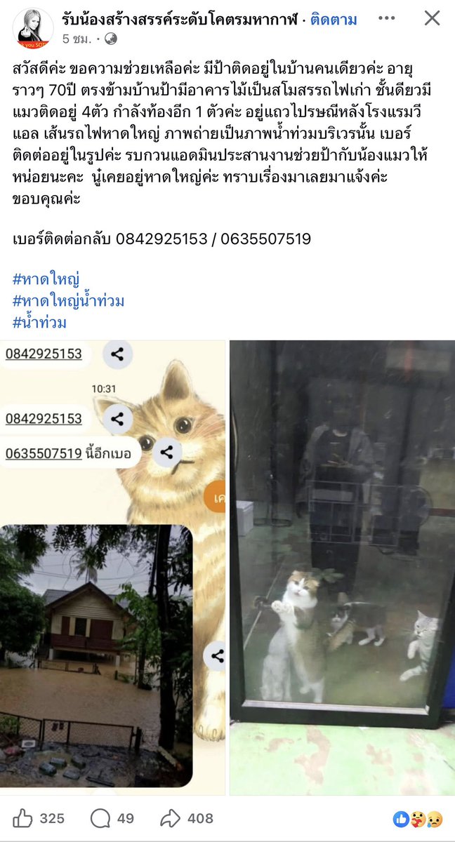 เอ็มพีมีแมว 3 ตัว tweet media