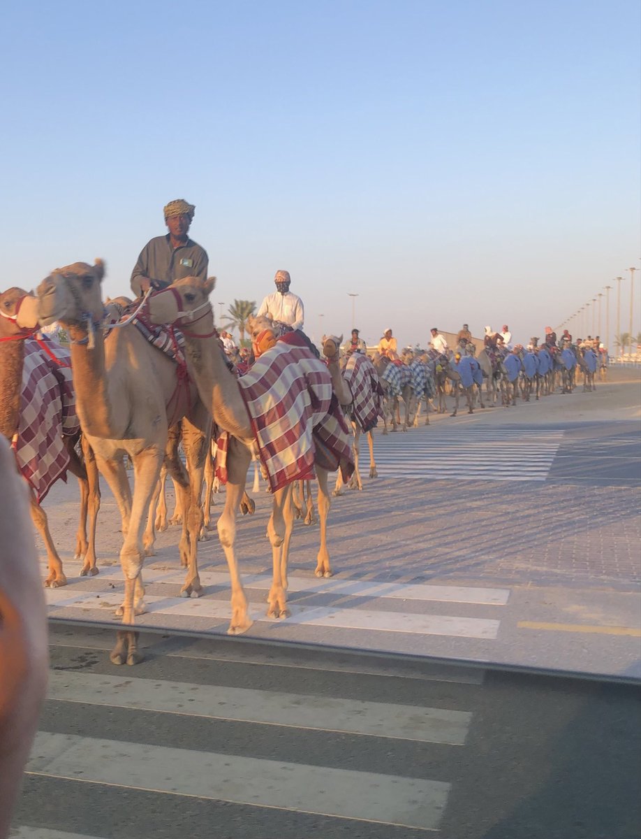 I passed the camel racetrack. I saw at least 300 camels.