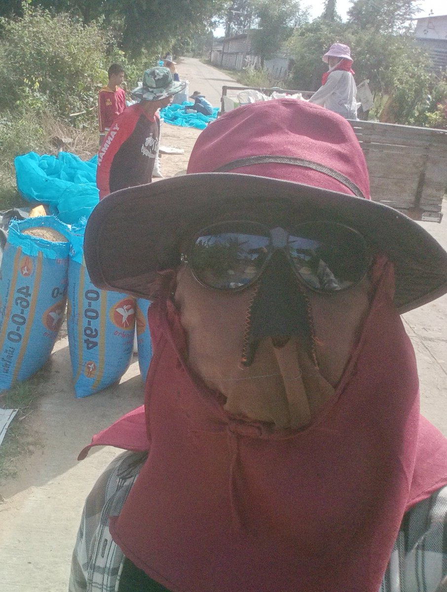 แบกข้าวจนปวดไหล่90กว่ากระสอบเกือบเป็นลม..หนุมชาวนา..#ศรีสะเกษ