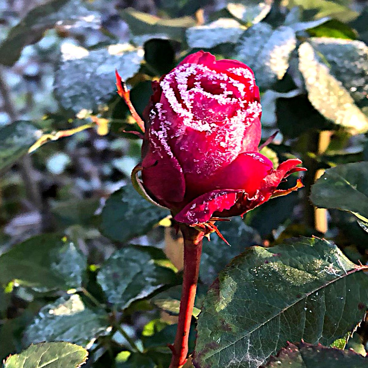 🌸❄️  ga