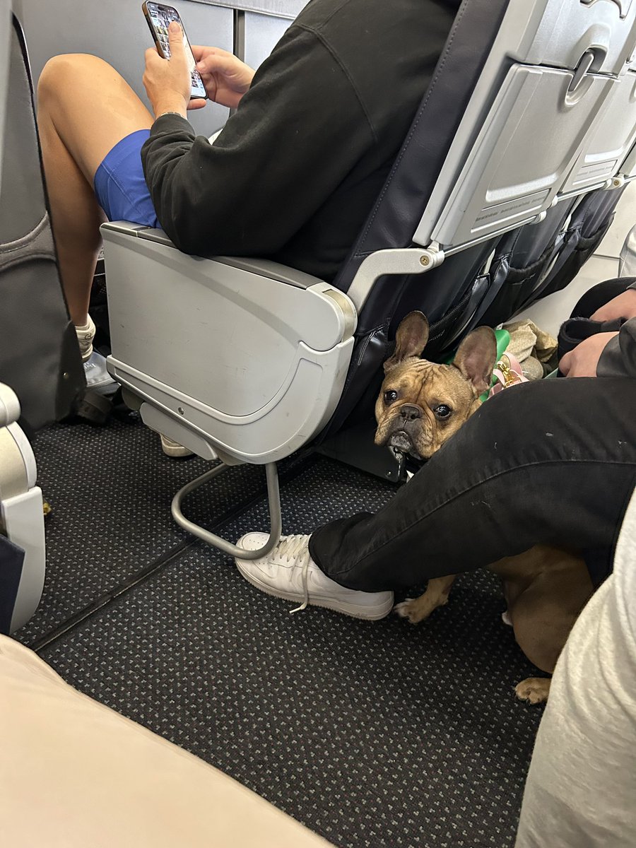 chasingcars0406's tweet image. carry-ons stowed ✔️
seatbelts fastened ✔️
tray tables secured ✔️
takeoff ready!! ✈️