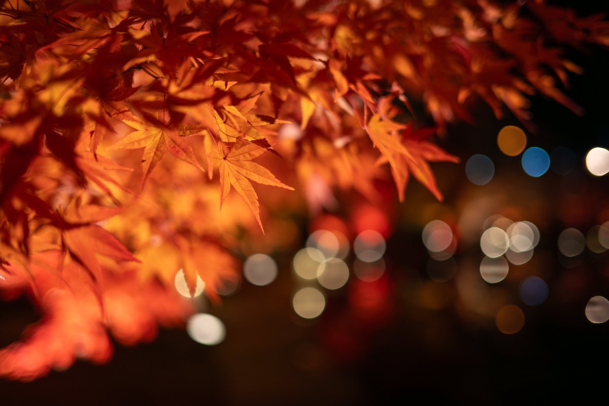 mushiro_nami's tweet image. 初めての松島離宮
今回のライトアップも風がなく穏やかな秋の夜でした

#松島離宮
#日本三景
#REFLECTION