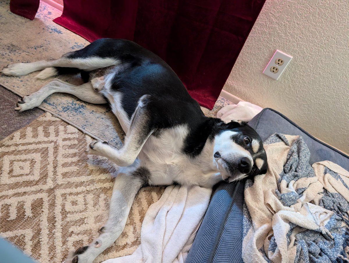 $1100 dollars to keep this furry guy alive and hopefully seizure free. 

I love crypto but,

I love my dog.