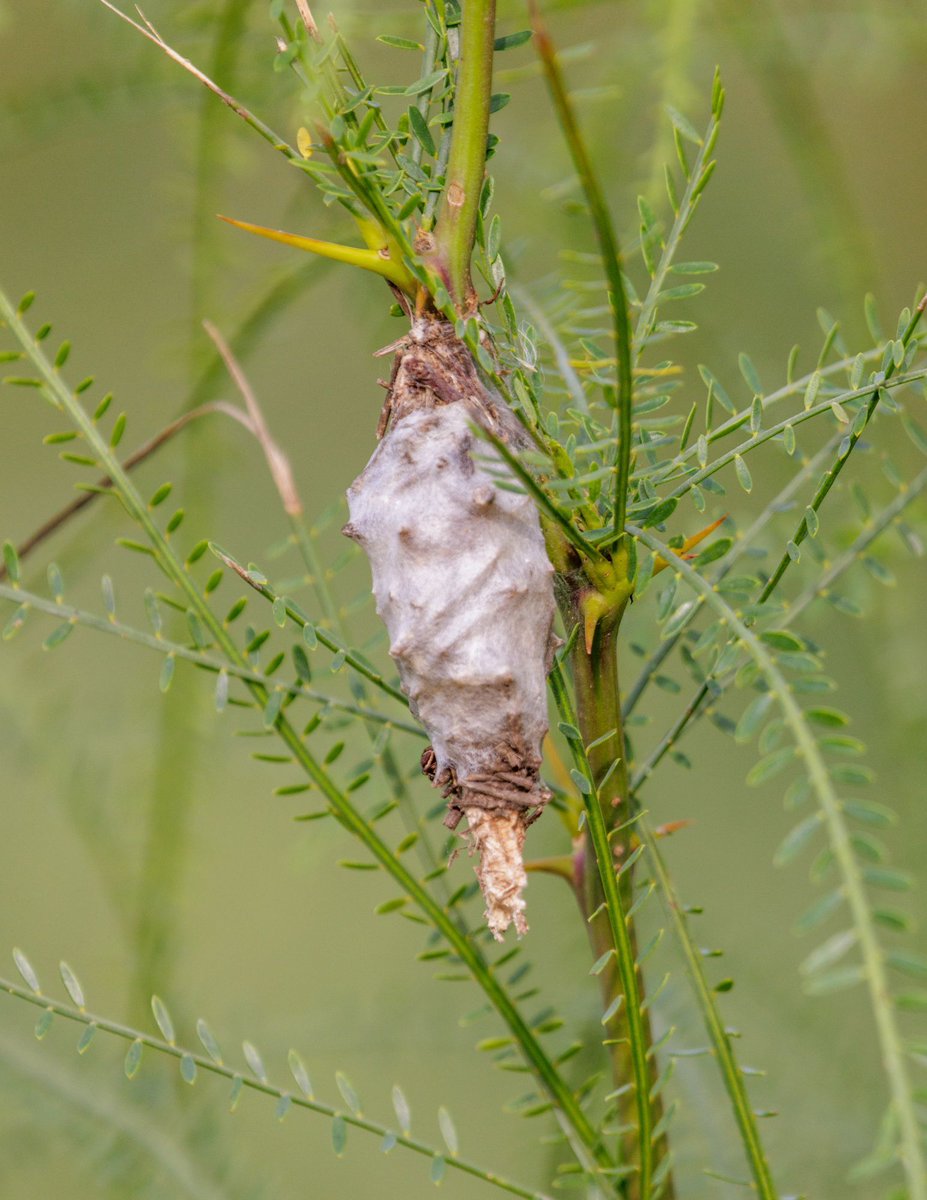 queensfarm's tweet image. In our last Bug Buddies class, we’ll learn about bagworms; surprisingly artistic little caterpillars as well as other incredible insect architects.

Participants will also make bagworm-inspired ornaments, perfect for the holiday season!

Sign up now at buff.ly/7d0n5bx