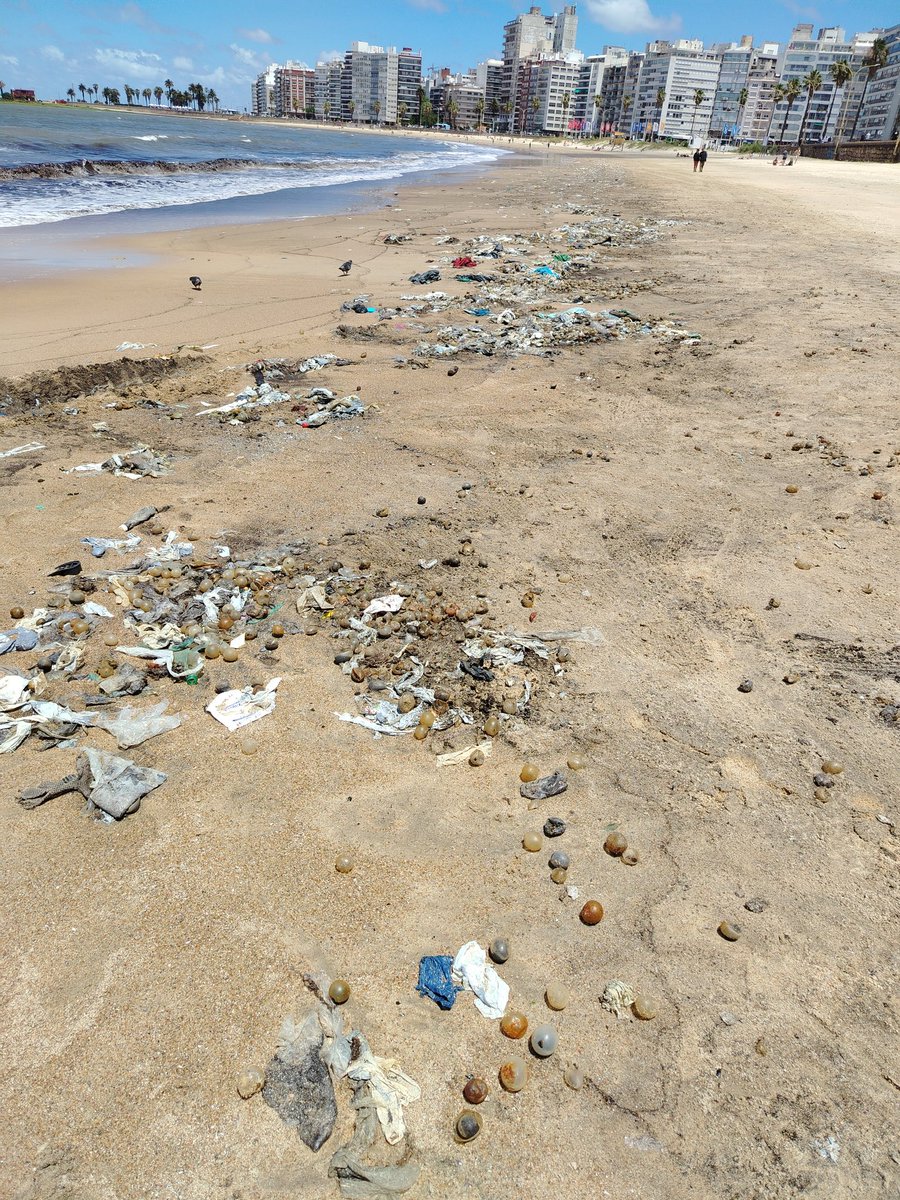 delbene_nico's tweet photo. "Uruguay sorprende" Playa Pocitos @montevideoIM https://t.co/66dkKAVinx