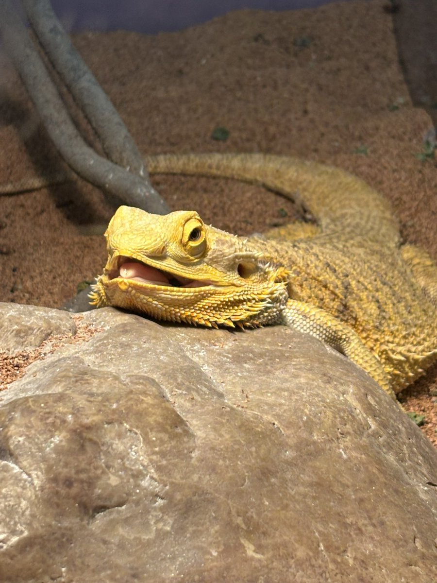 jestergrll's tweet image. he so silly